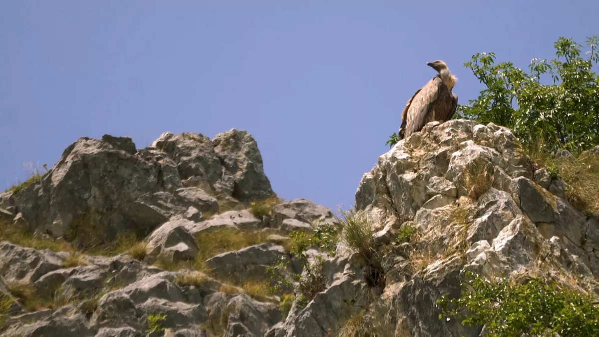 Grifone nella riserva di Uvac