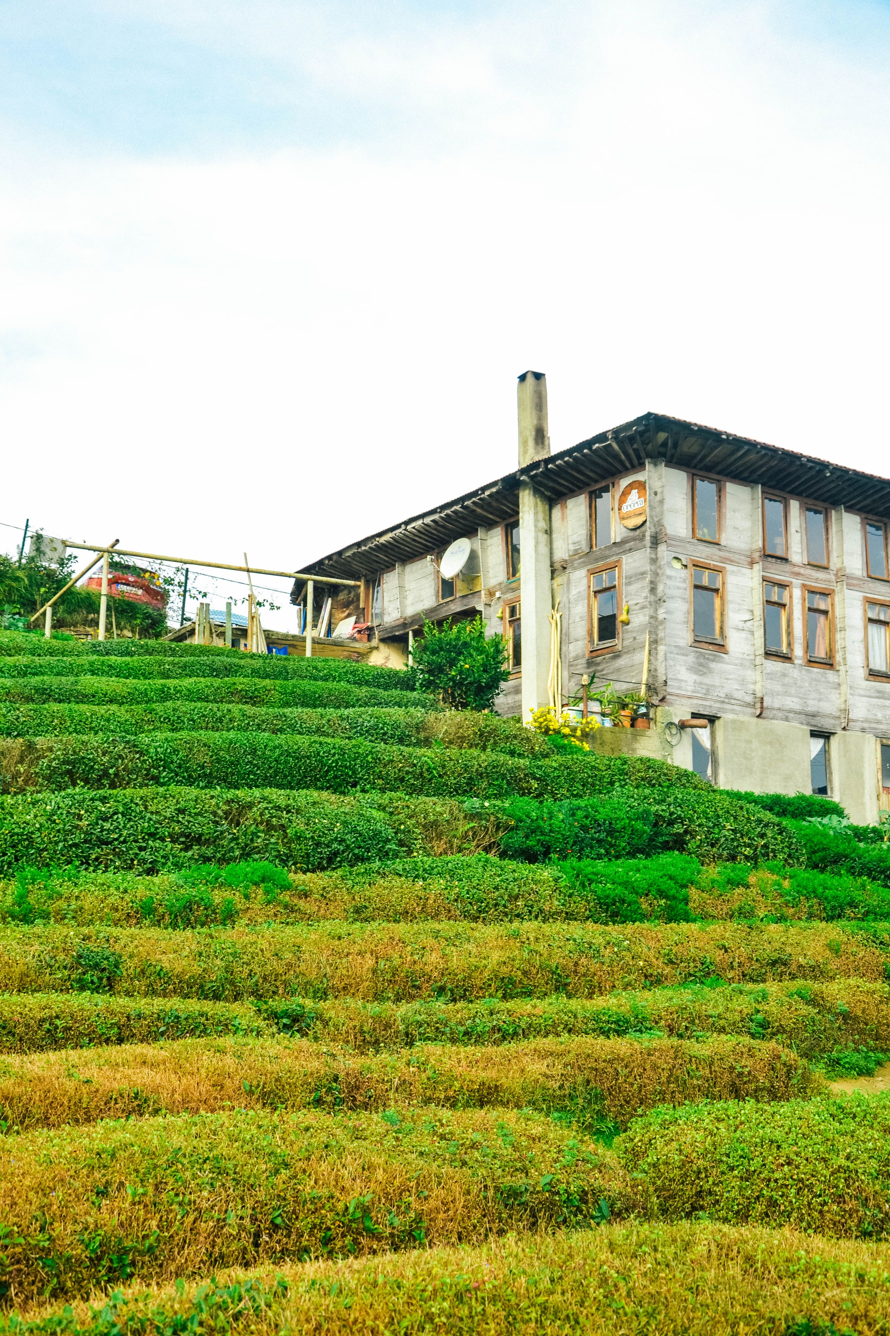 Colline coltivate a tè a Ban Rak Thai