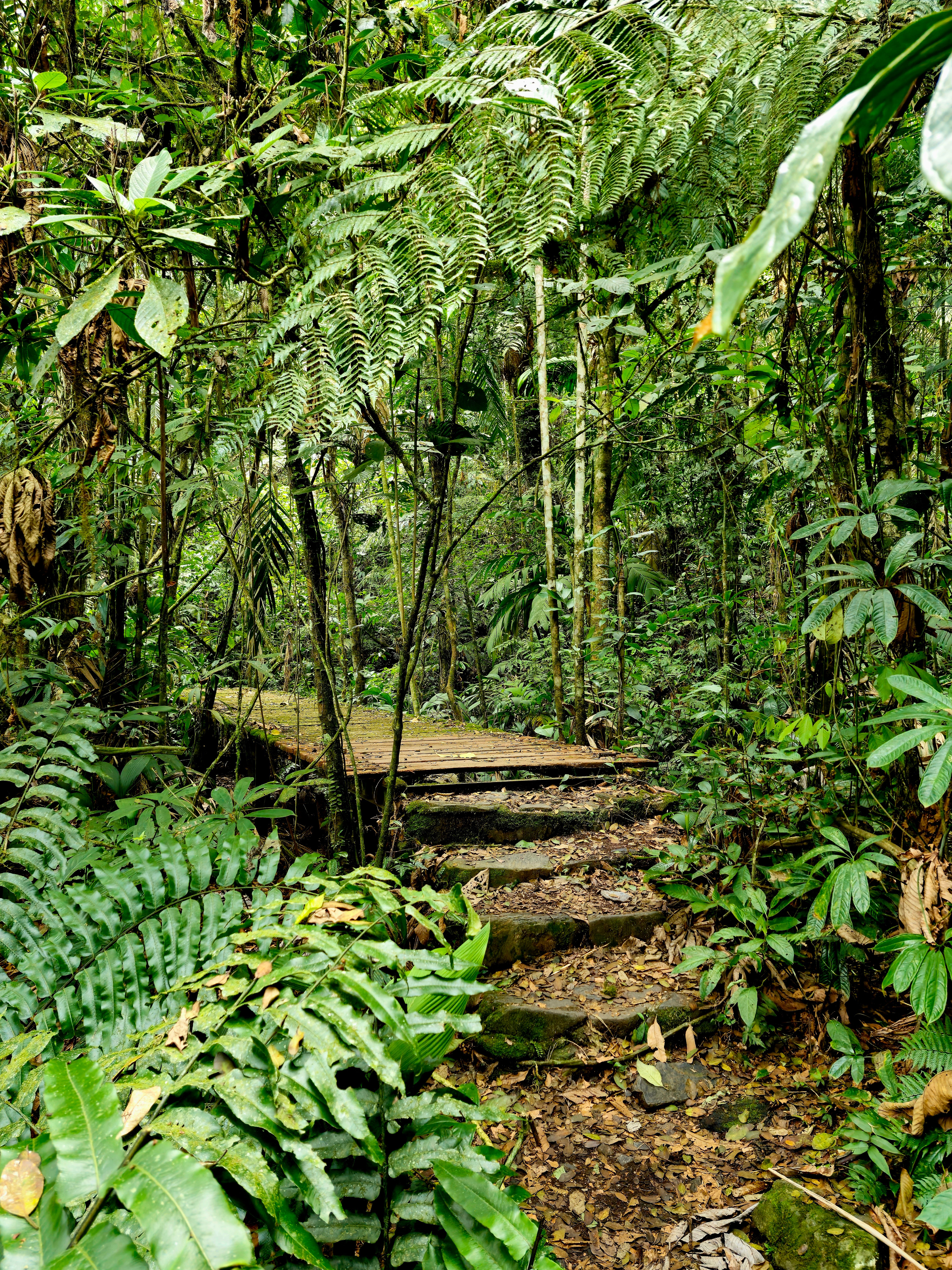 Foresta tropicale nel Parco di Khao Sok